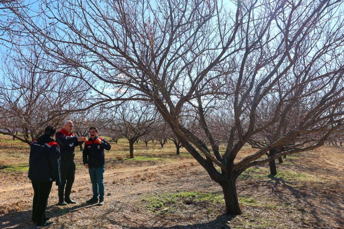 Malatya'da kayısı bahçelerinde inceleme