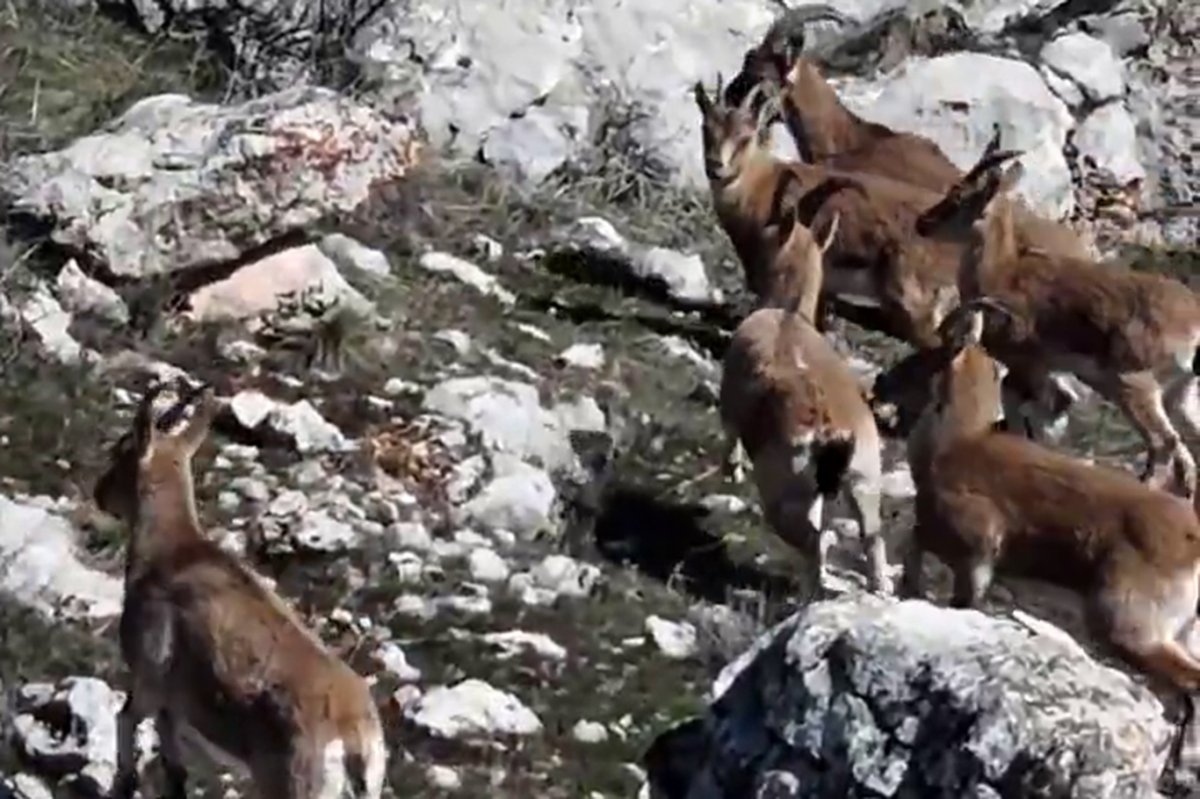 Malatya Beydağ'ında dağ keçileri görüntülendi