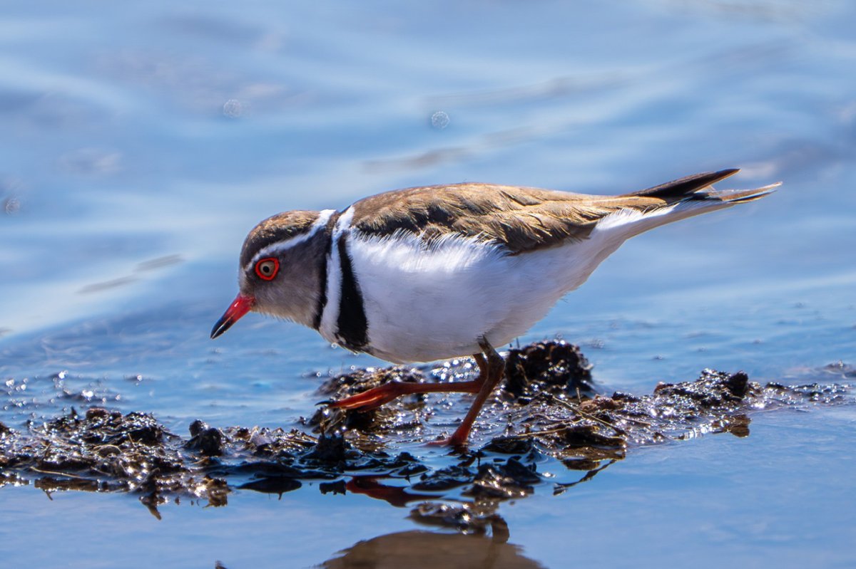 Takkeli Cılıbıt kuşu Türkiye'de ilk kez Gaziantep'te görüntülendi