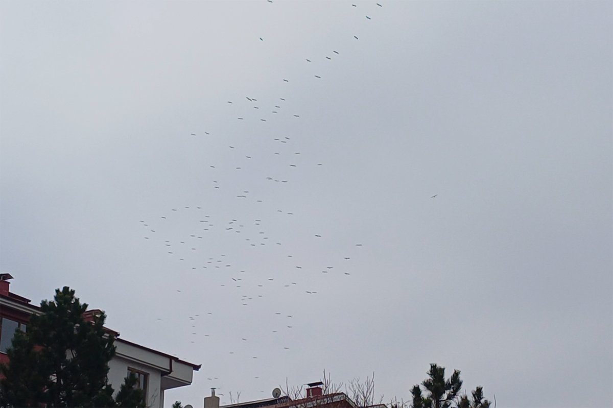 Konya semalarında leylek göçü