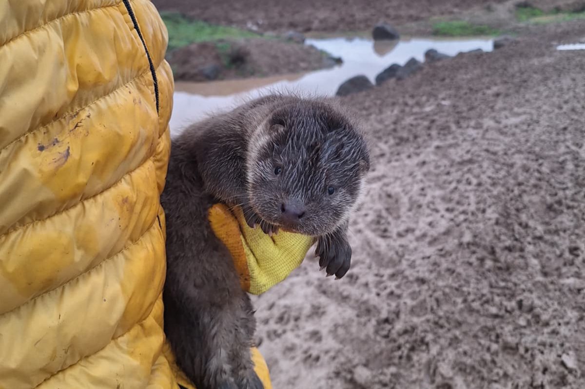 Bismil’de Göksu Çayı’nda su samuru yavruları bulundu