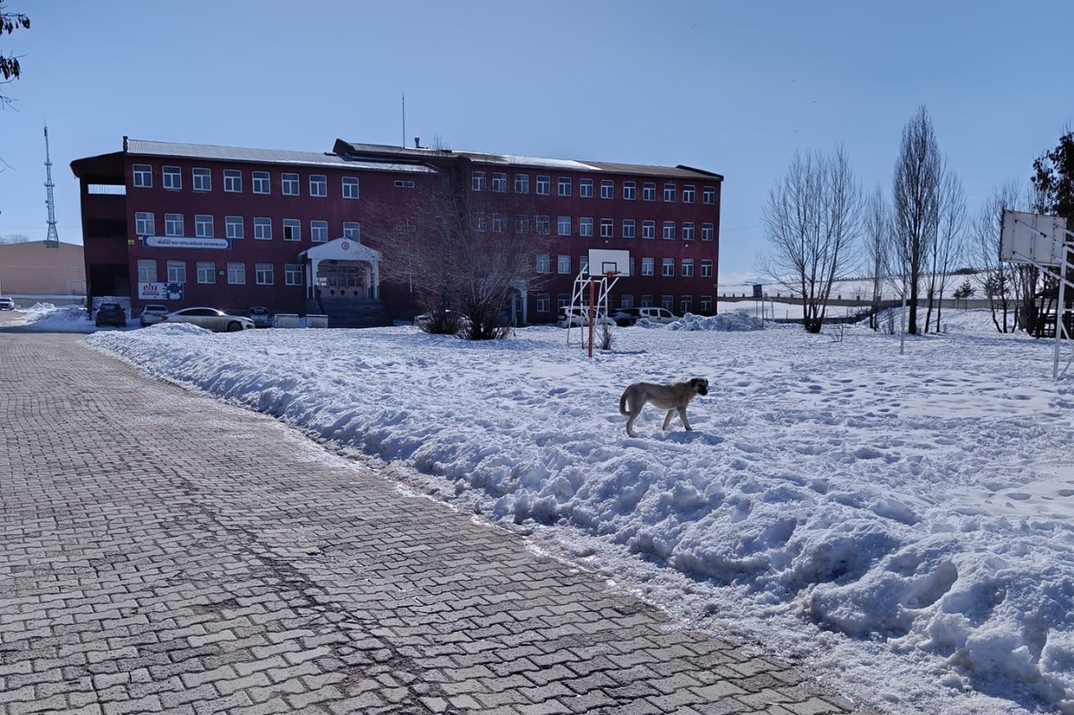 Ağrı’da başıboş köpek sorunu hem can hem mal güvenliğini tehdit ediyor
