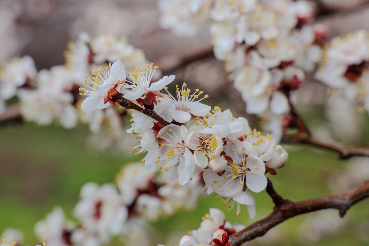 Kayısıda çiçeklenme başladı: Üreticilere monilya uyarısı