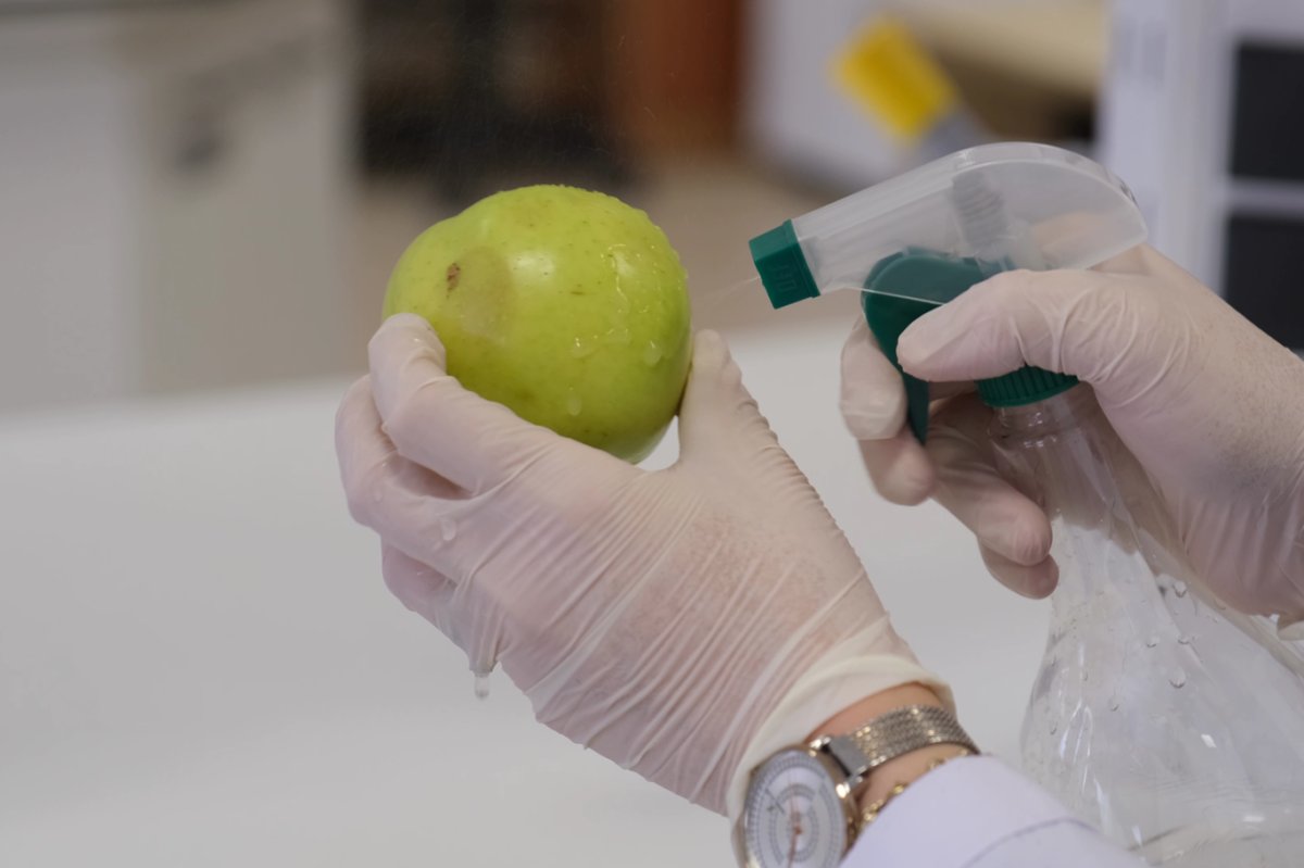 Meyvelerin raf ömrü doğal yağlarla uzatılıyor