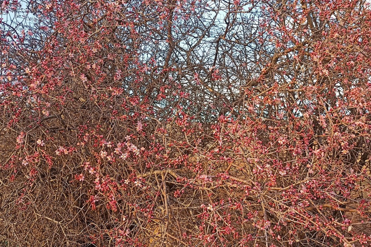 Adıyaman'da baharın müjdecisi çiçekler renk cümbüşüne döndü
