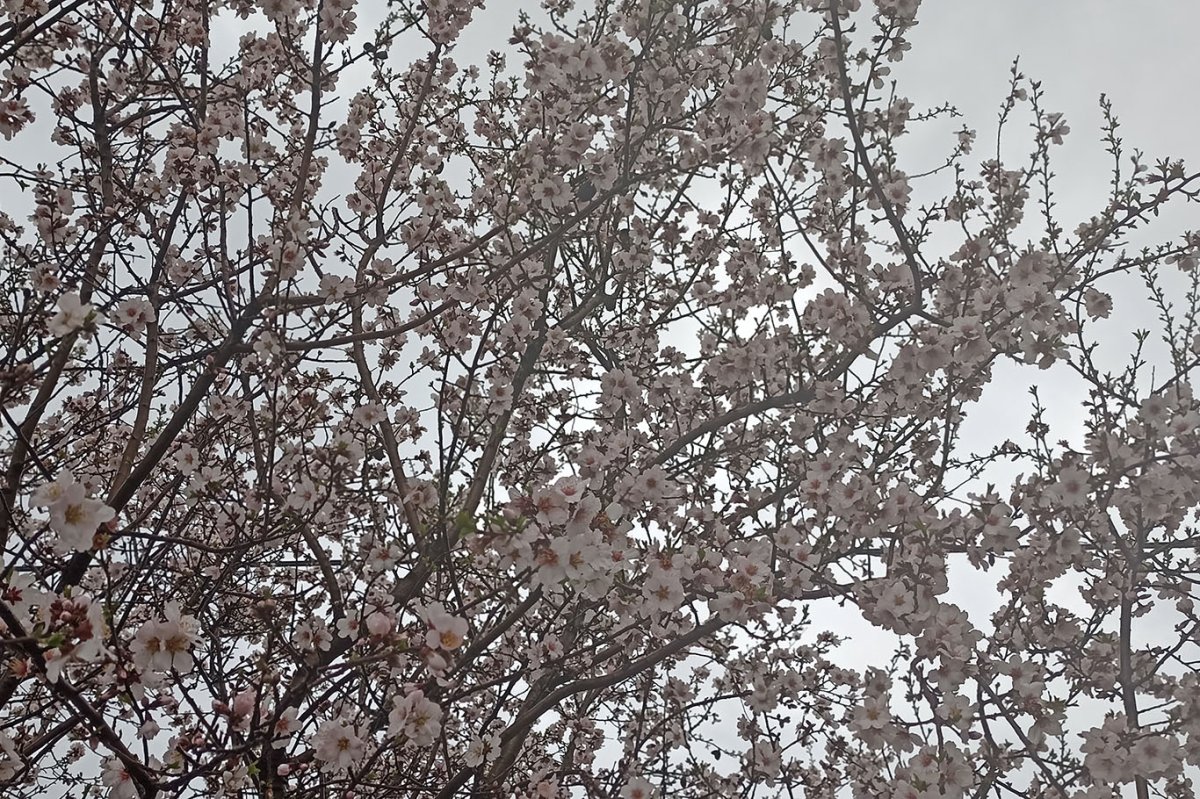 Adıyaman'da baharın müjdecisi çiçekler renk cümbüşüne döndü