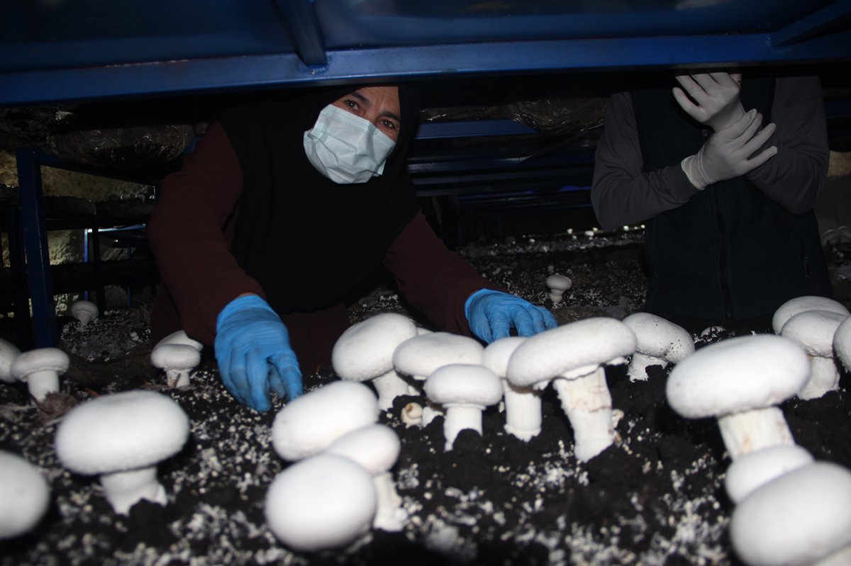 Şırnak'ta tarihi mağara mantar üretim tesisine dönüştü