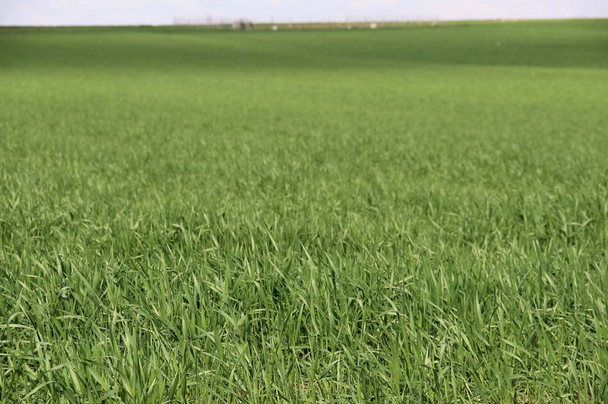 ZMO'dan çiftçilere kritik uyarı: Yağış sevindirdi, hastalık riski kapıda