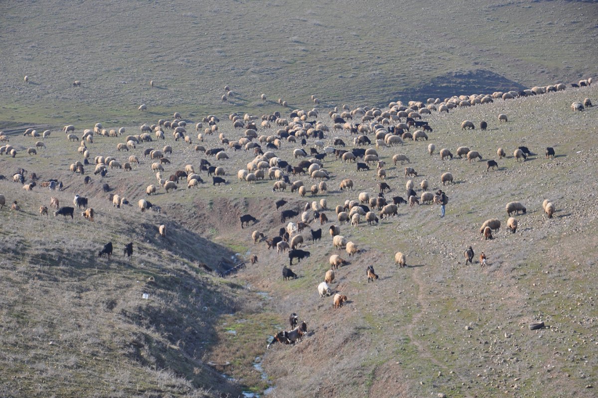 Veteriner Hekimden üreticilere kritik uyarı: İhmal büyük kayıplara yol açıyor