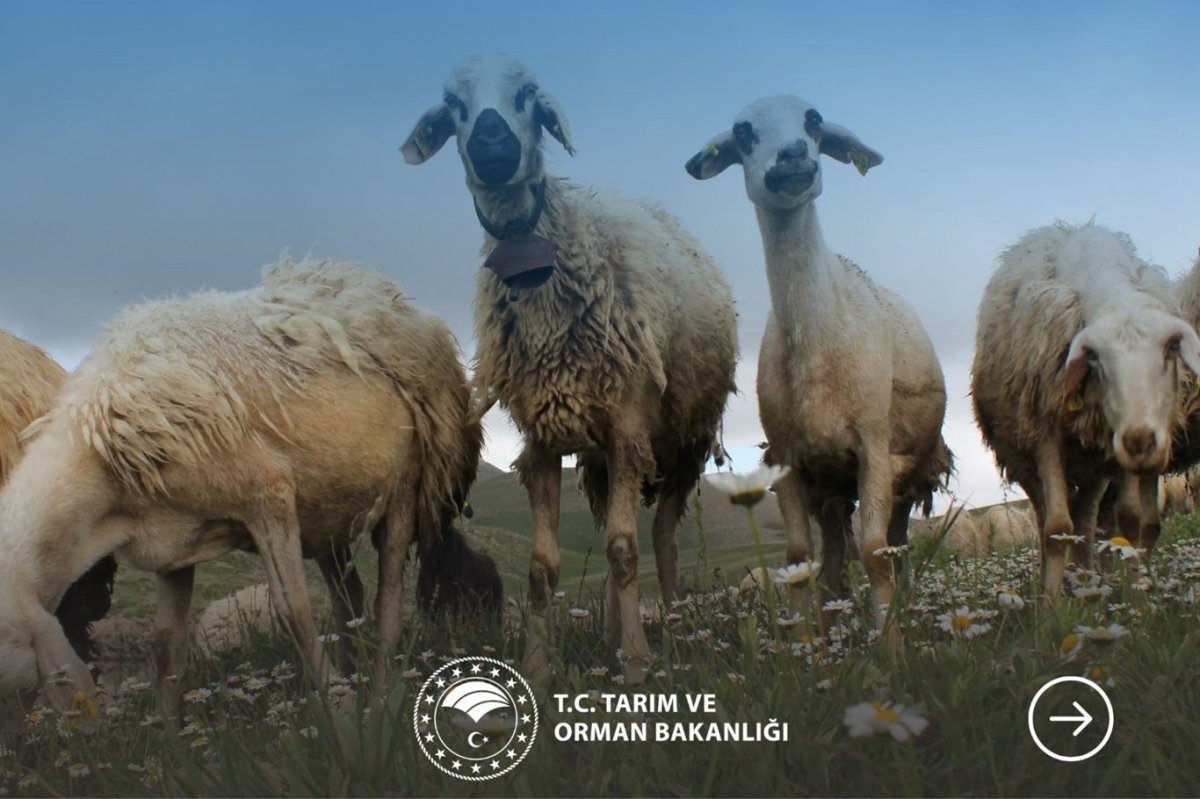 Küçükbaş hayvancılığa 100 baş destek: Başvurular başladı