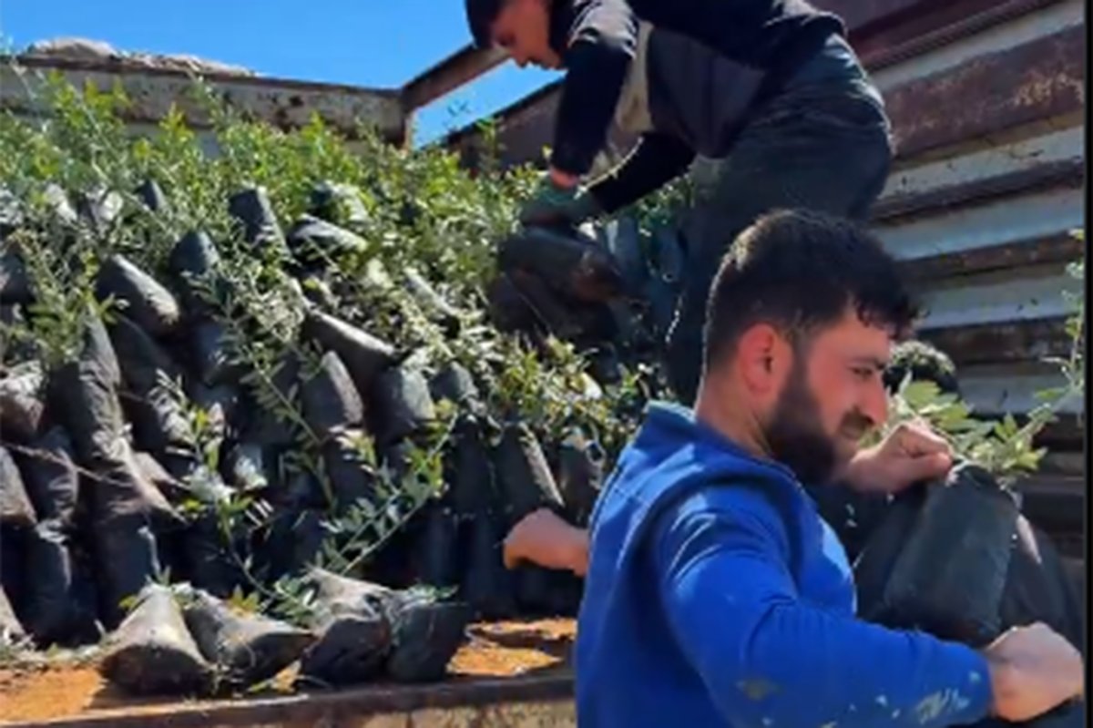 Üreticilere 4 bin zeytin fidanı dağıtıldı