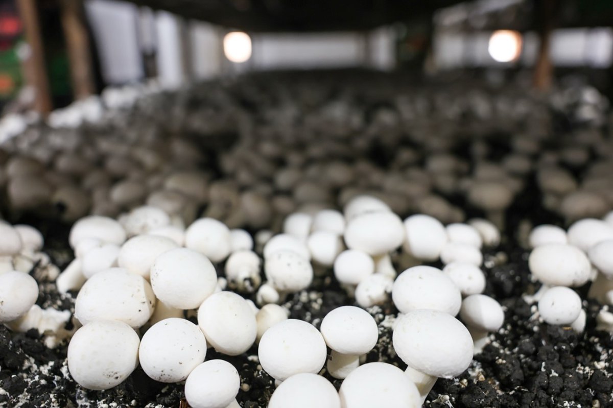 Dünya kayısı başkenti Malatya'da mantar üretimi dikkat çekiyor