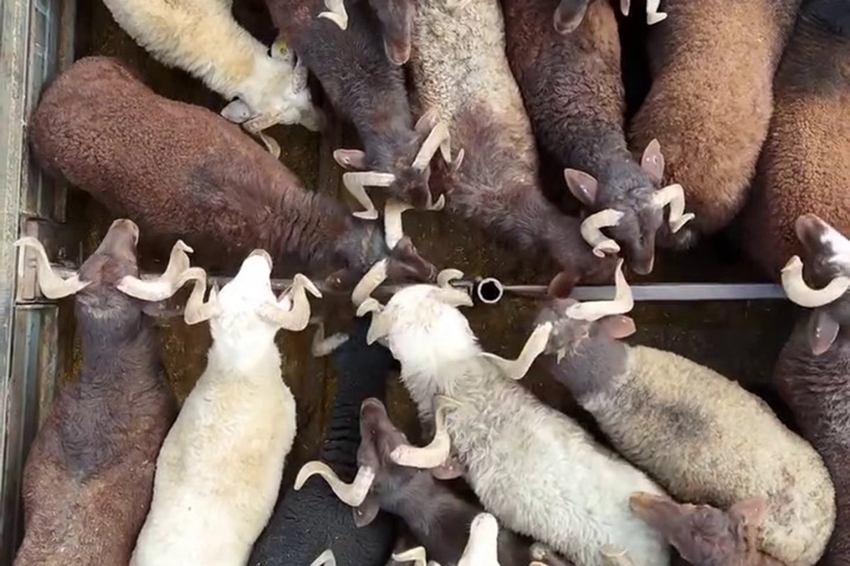 Gaziantep'te kaçak kesim ve izinsiz hayvan taşımalarına denetim