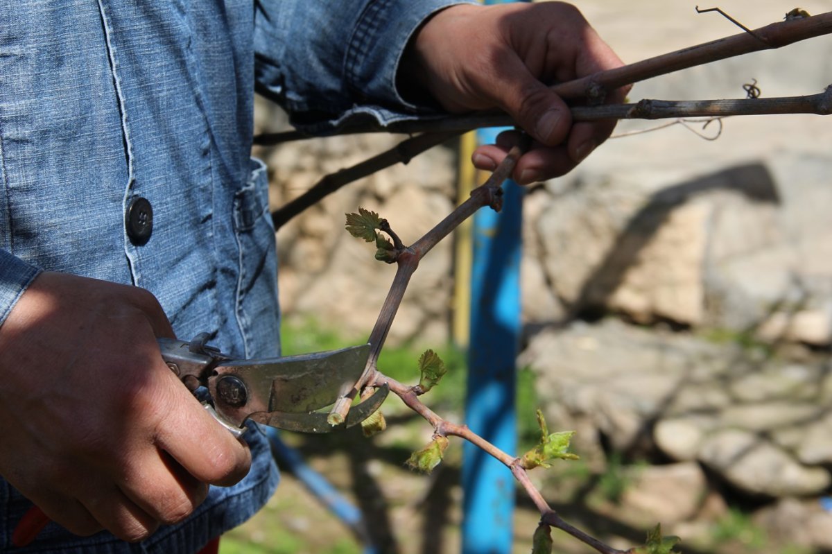 Üzüm bağı budaması başladı: Uzmanından verim uyarısı