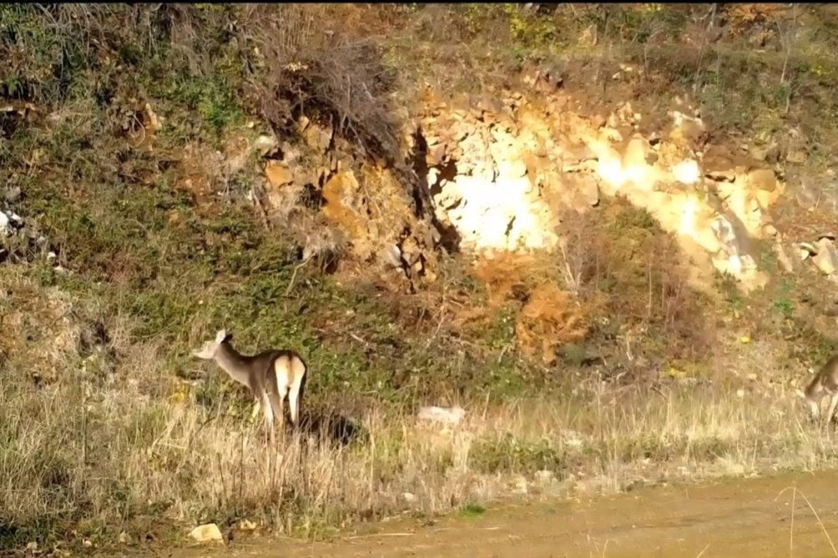 Bursa’da kızıl geyikler görüntülendi