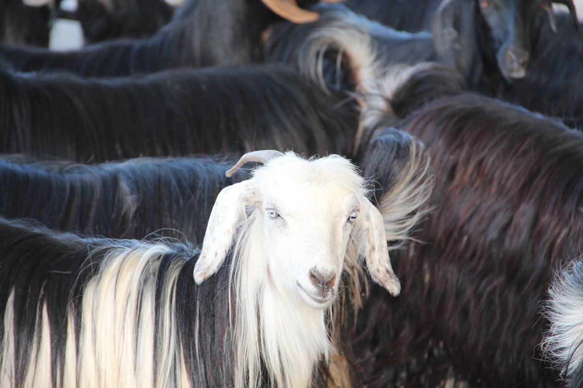 Kurbanlıkta sıkıntı yok, besicilerin gündemi yer sorunu