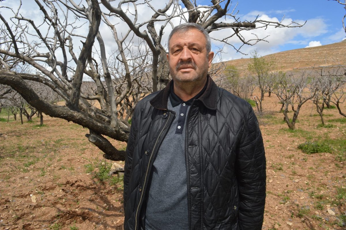 Artan maliyetler fıstık üreticisini zorluyor