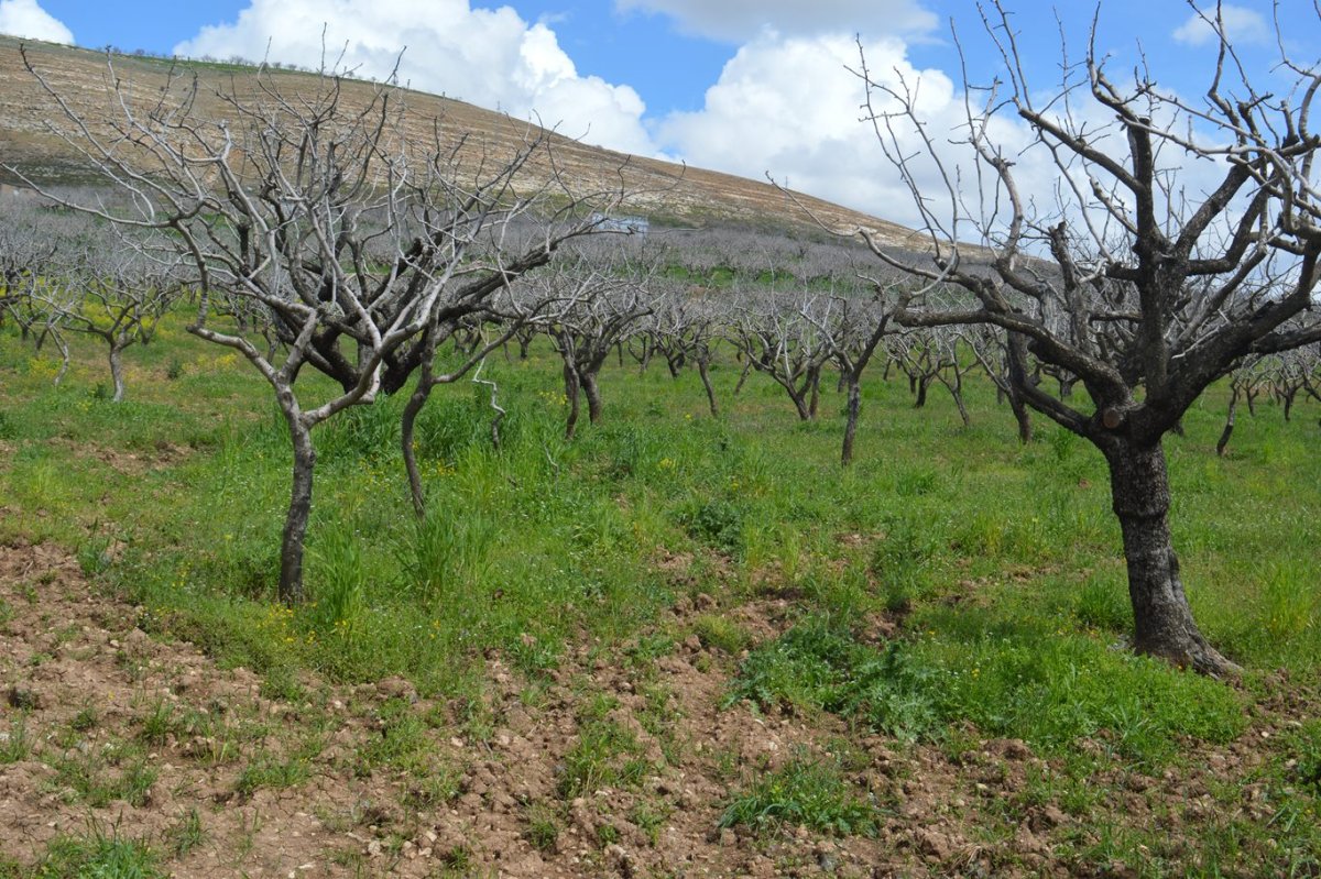 Artan maliyetler fıstık üreticisini zorluyor