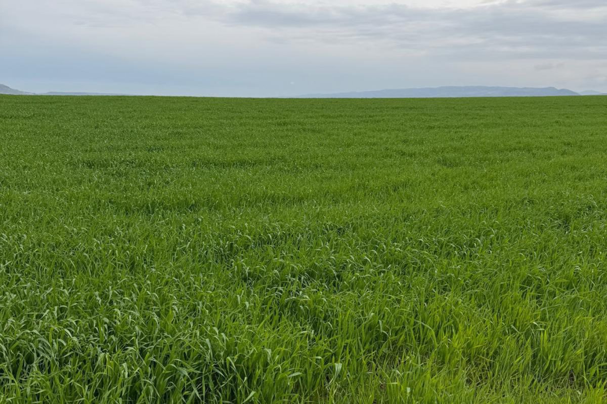 Batman'da buğday tarlalarında kök çürüklüğü ve yatma riski artıyor