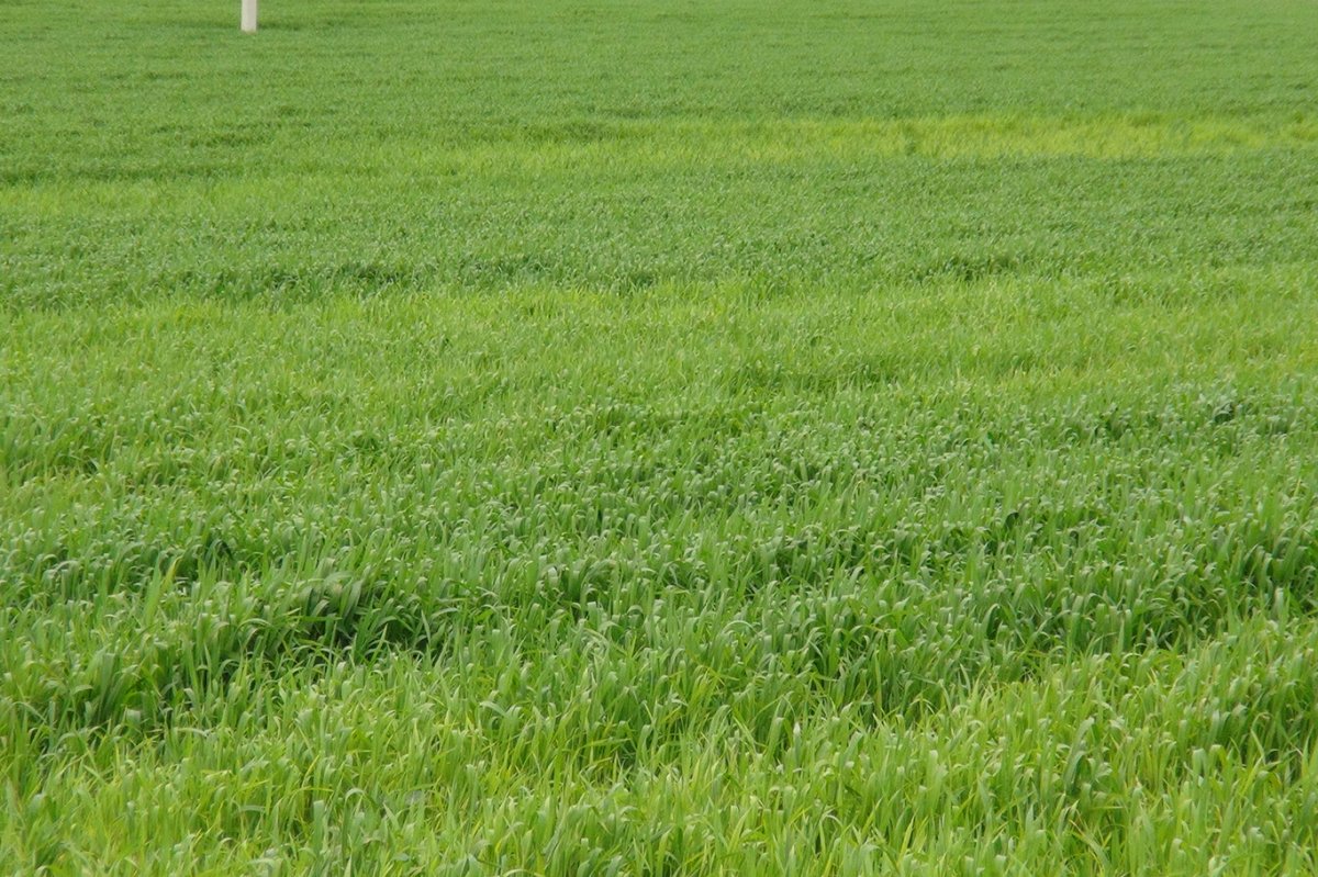 Çiftçiler yağış nedeniyle ilaçlama yapamıyor