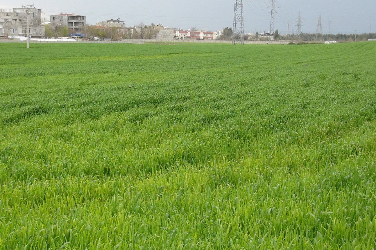 Çiftçiler yağış nedeniyle ilaçlama yapamıyor