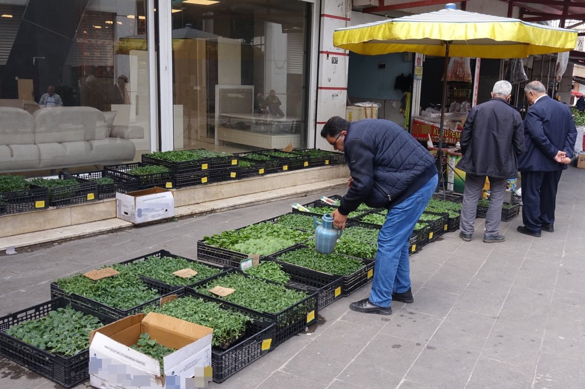 Bahçeler canlanıyor: Fideler tezgâhlarda yerini almaya başladı