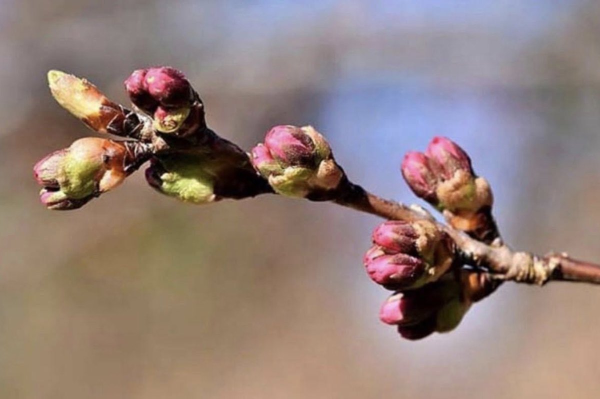 Batman'da çiftçilere "Çinko-Bor" uyarısı