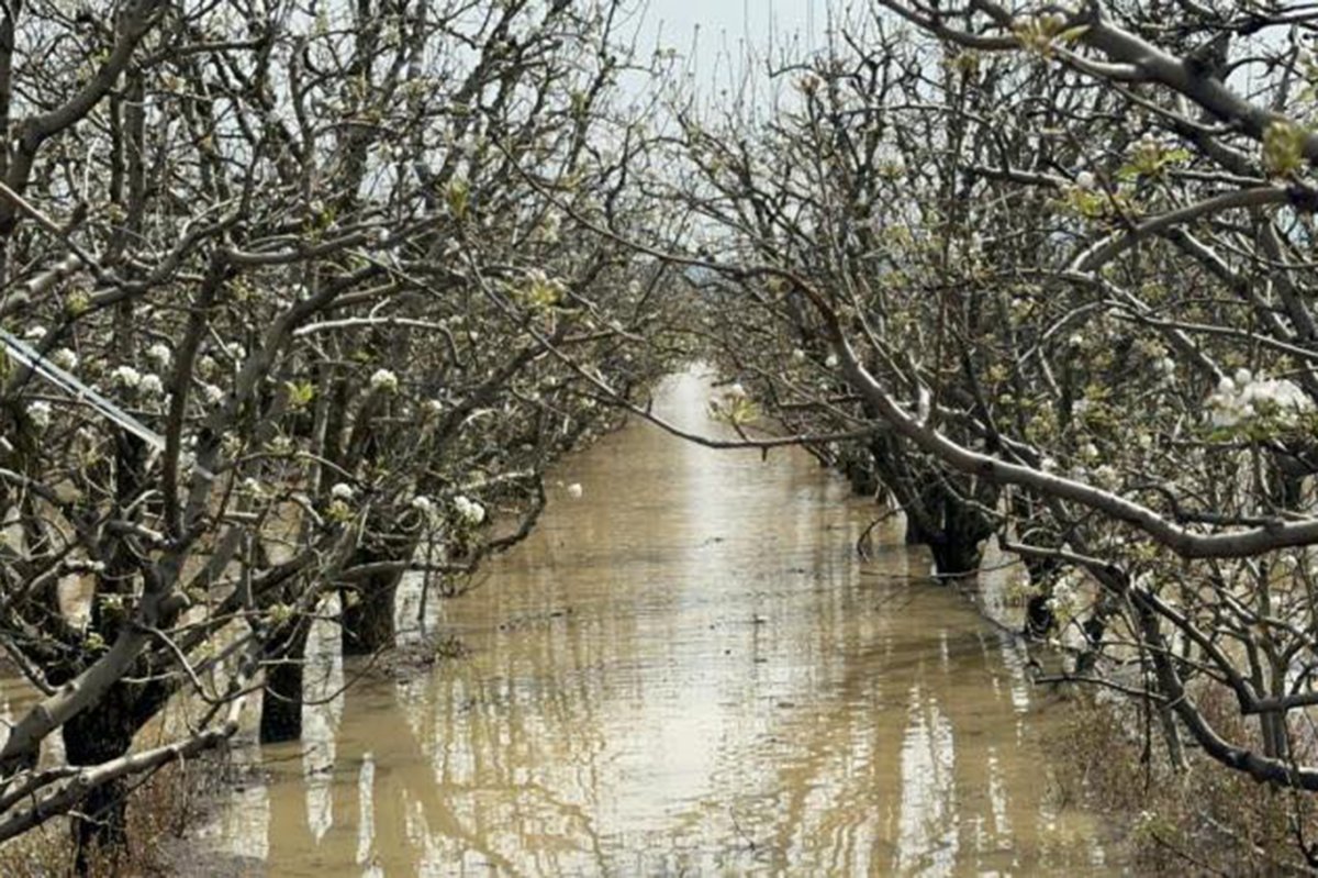 Aşırı yağışlar meyve bahçelerini tehdit ediyor: Uzmanlardan kritik uyarılar