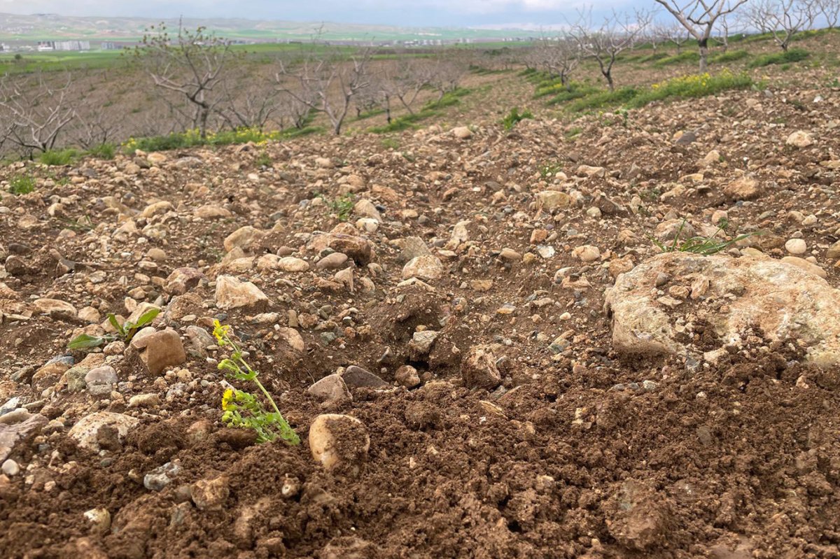 Aşırı yağışlar meyve bahçelerini tehdit ediyor: Uzmanlardan kritik uyarılar