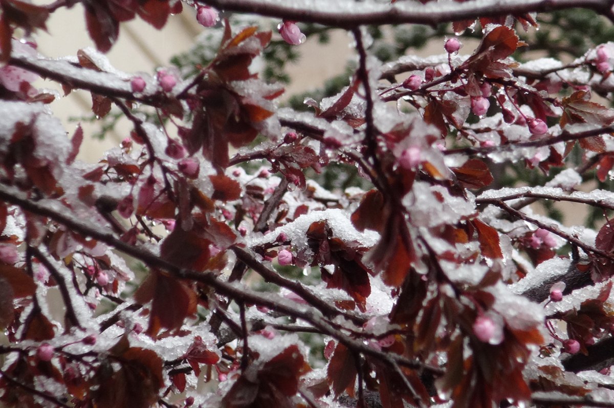 Kar yağışının etkili olduğu Malatya'da üreticilere don uyarısı