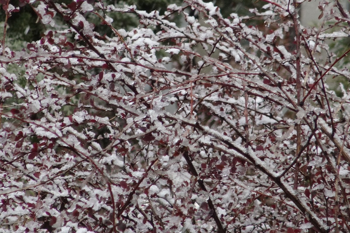 Kar yağışının etkili olduğu Malatya'da üreticilere don uyarısı