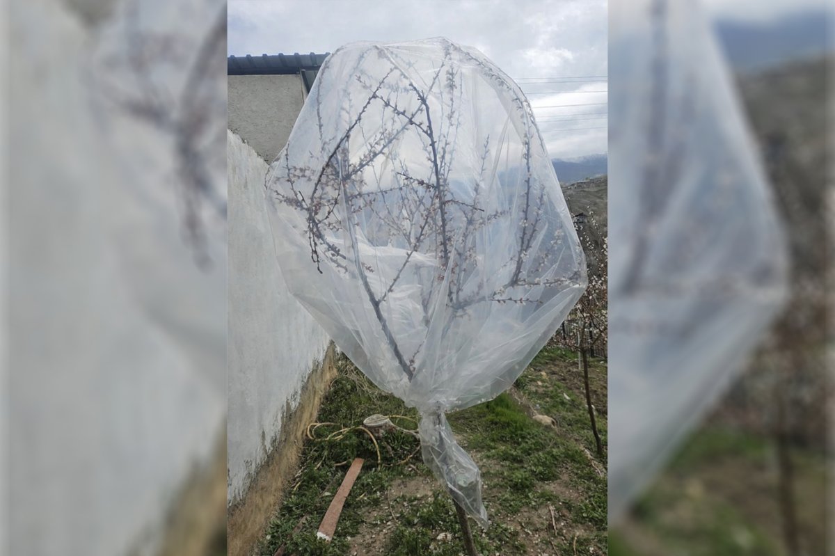 Kayısıda don tehlikesine karşı dikkat çeken önlem