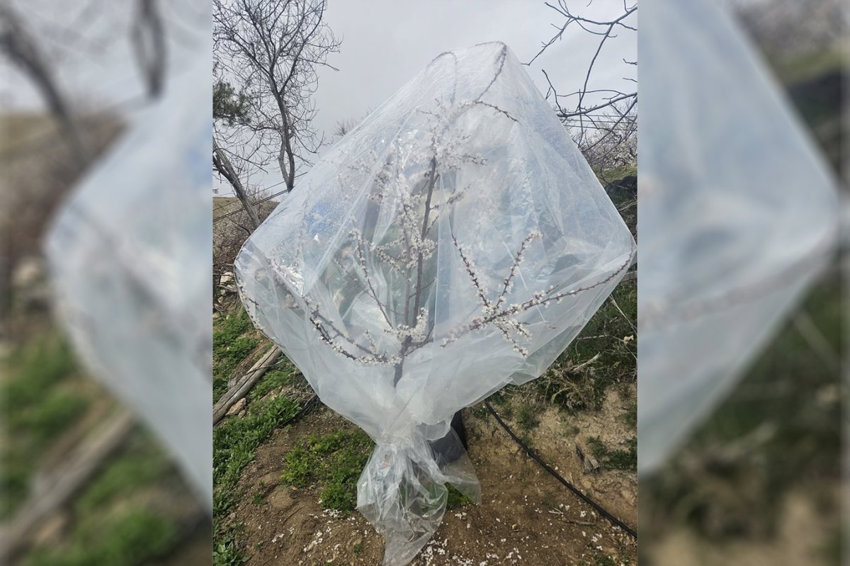 Kayısıda don tehlikesine karşı dikkat çeken önlem