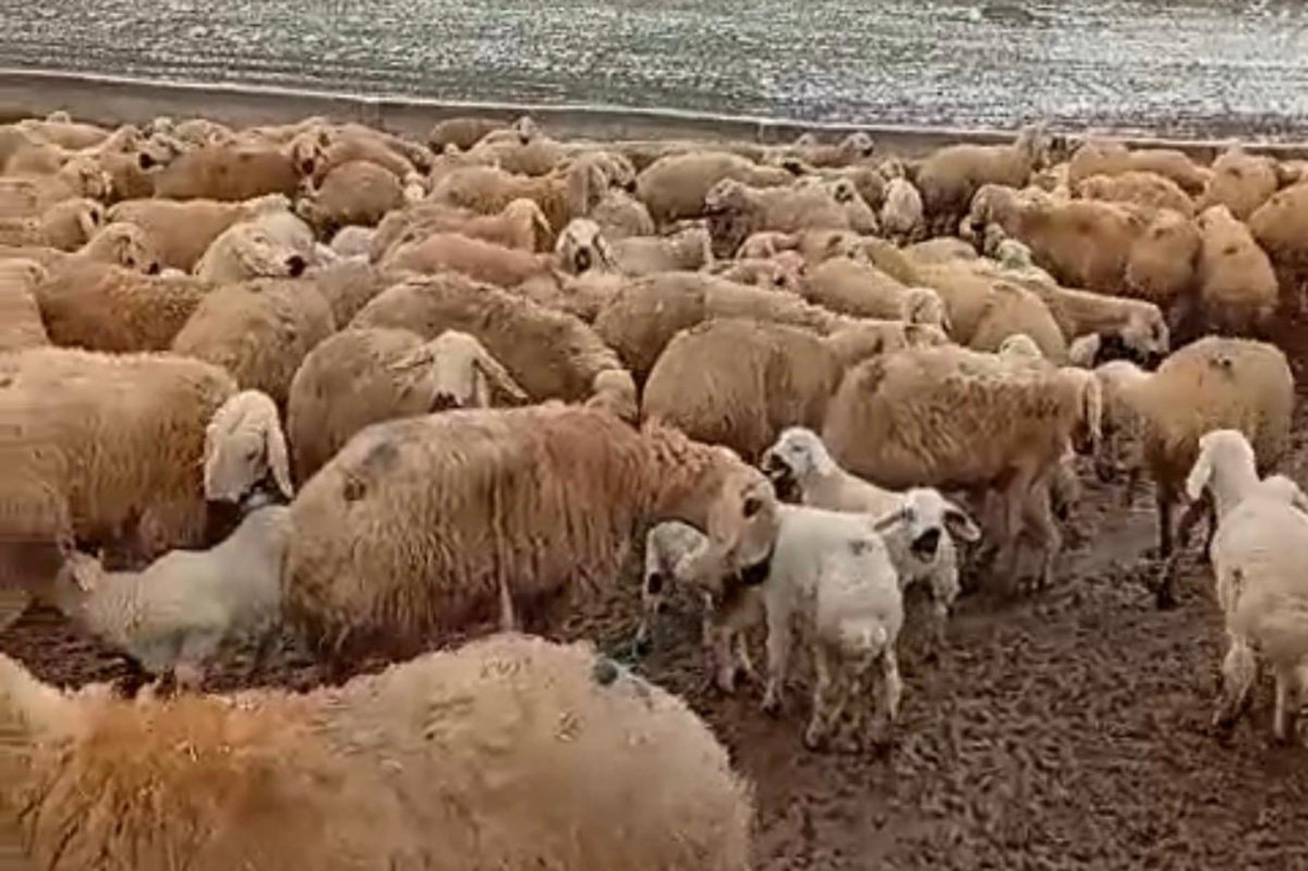 Kış mevsiminin çetin geçmesi hayvan üreticilerini zorluyor