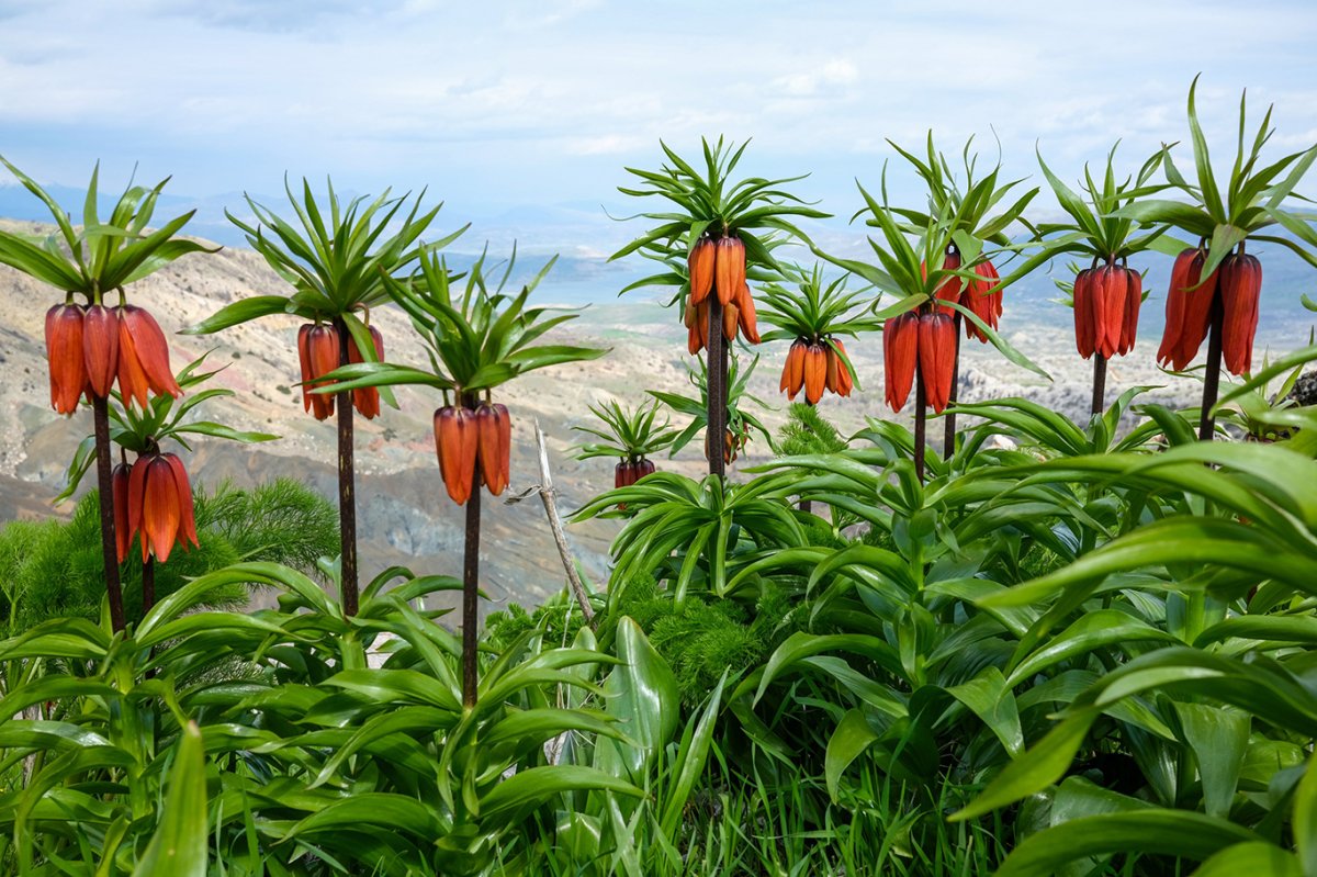 Diyarbakır'da bahar şöleni: Sakız Dağı ters lalelerle renklendi