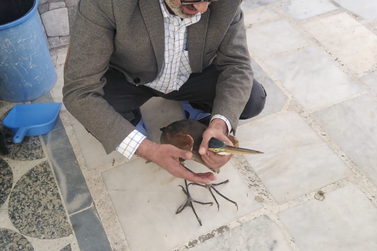 Yaralı balıkçıl kuşu cami avlusuna sığındı