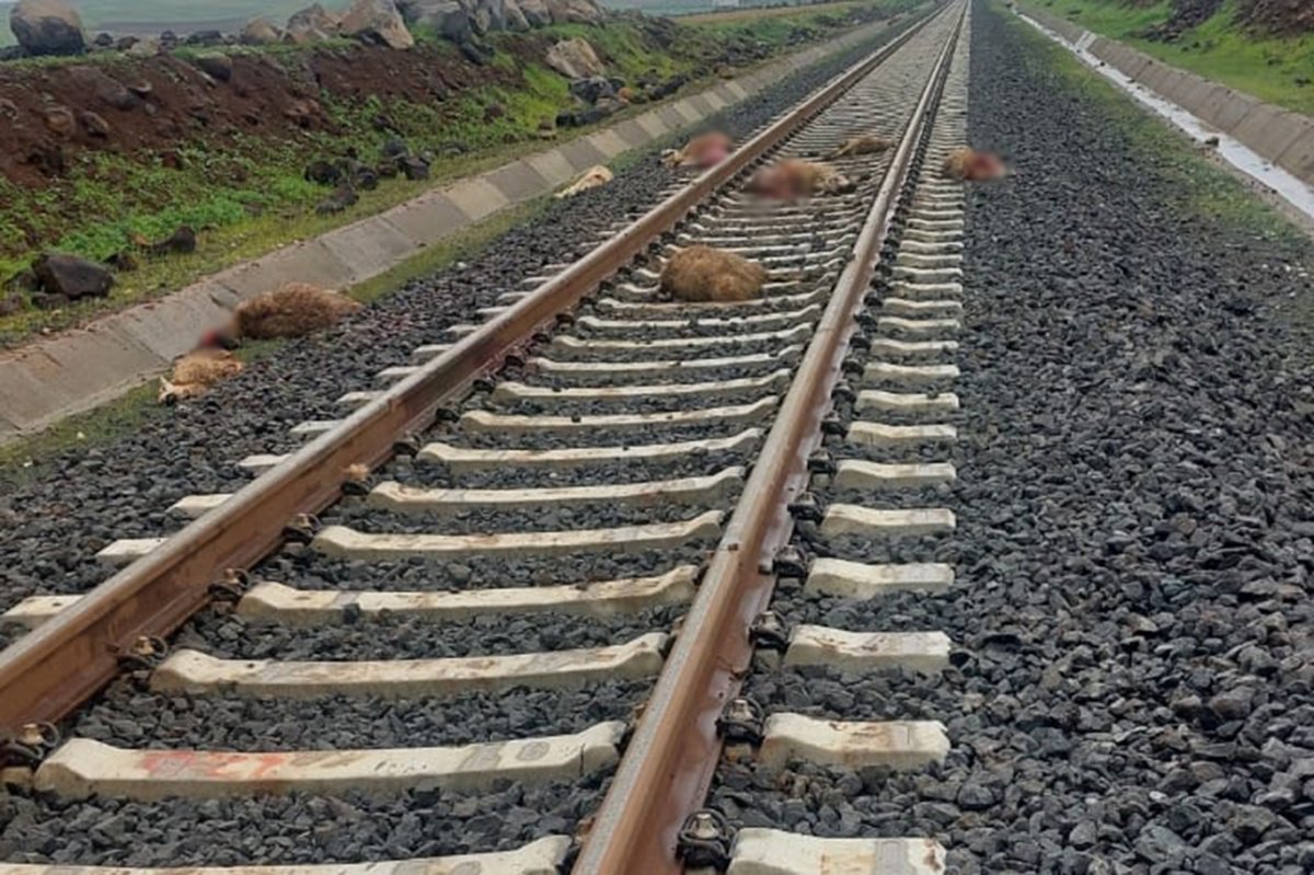 Diyarbakır'da yük treni sürüye daldı: 5 koyun telef oldu