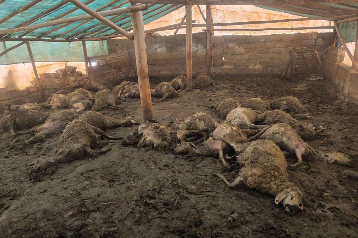 Malatya'da kurdun girdiği ağılda 40 koyun telef oldu