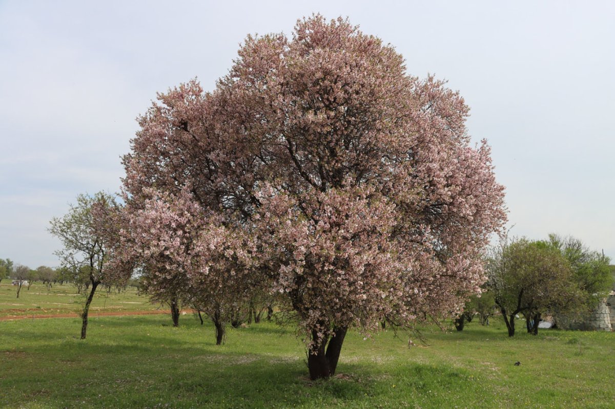 Şanlıurfa badem üretiminde ikinci sıraya yükseldi