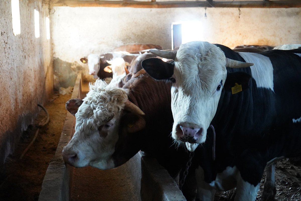 Besici Adnan Özaras: Maliyetler arttı, kurbanlık fiyatları yükseldi