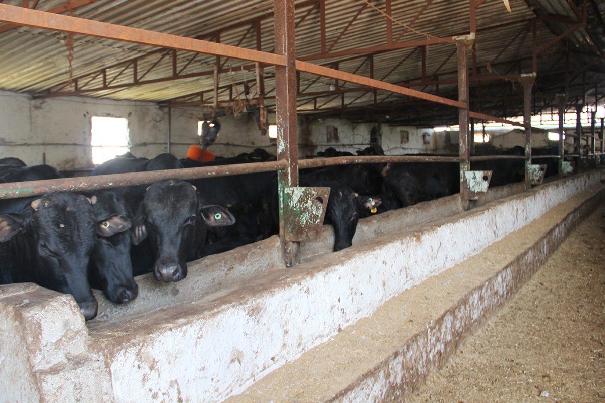 Besicilerden uyarı: Önlem alınmazsa sektör bitecek