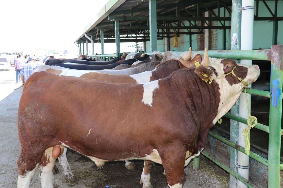 Malatya'da büyükbaş kurbanlık fiyatları açıklandı