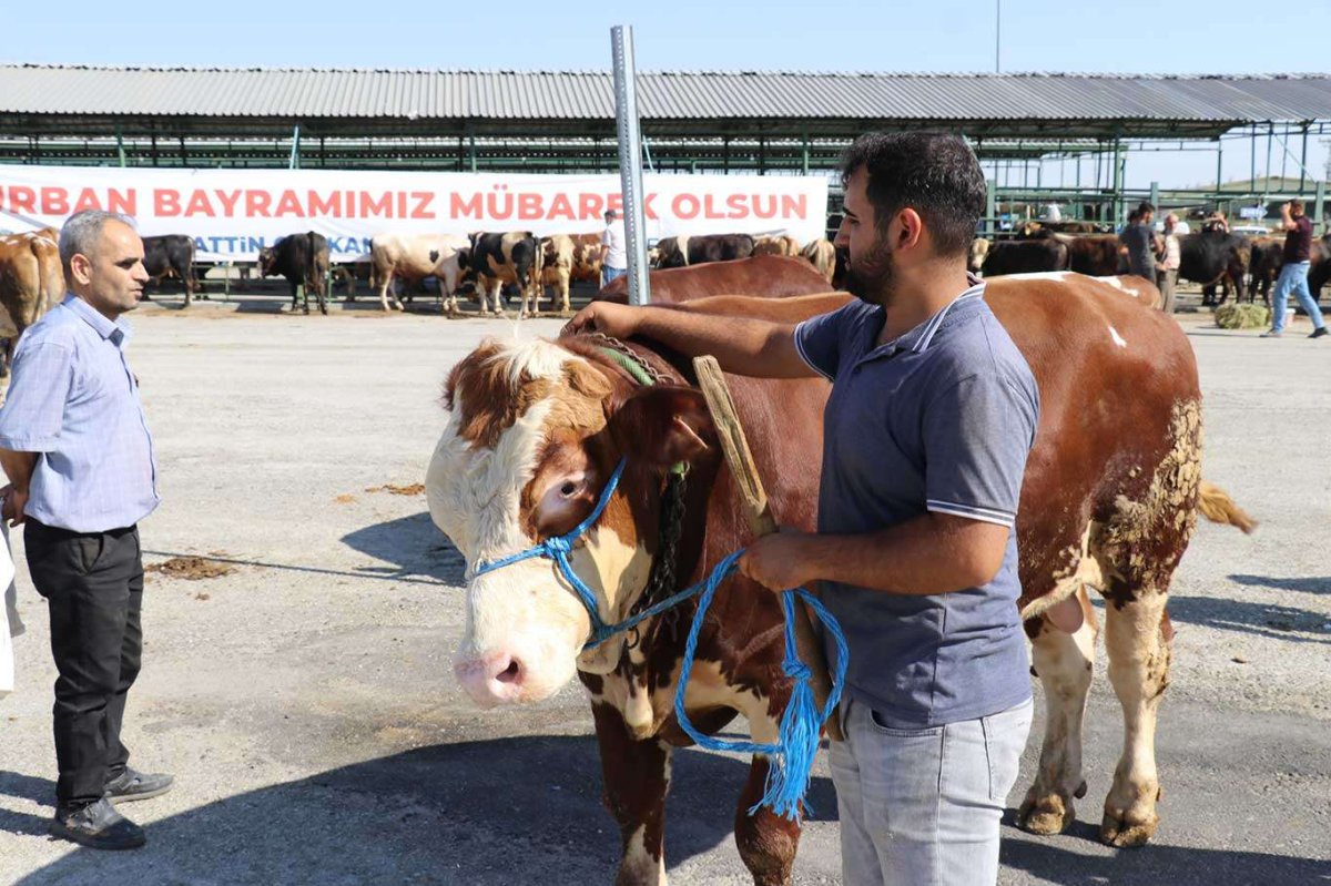 Malatya'da büyükbaş kurbanlık fiyatları açıklandı
