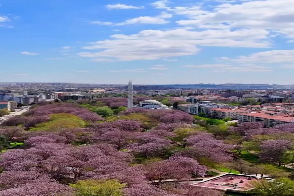 Gaziantep'te bahar: Pavlonyalar renk cümbüşü oluşturdu