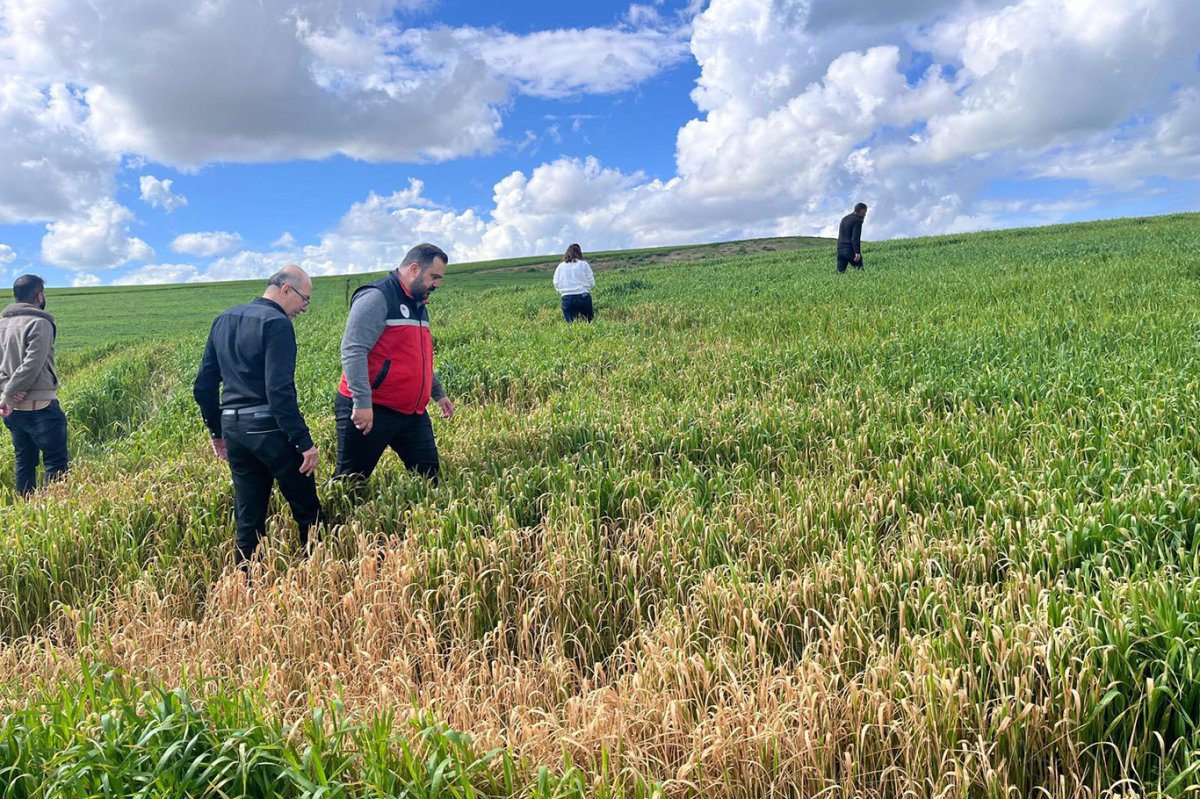 Batman'da buğday üreticilerine yanlış ilaçlama uyarısı