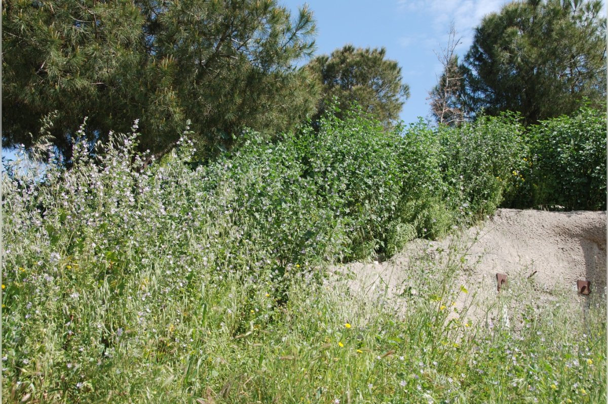 İzmir’de bahar yüzünü gösterdi