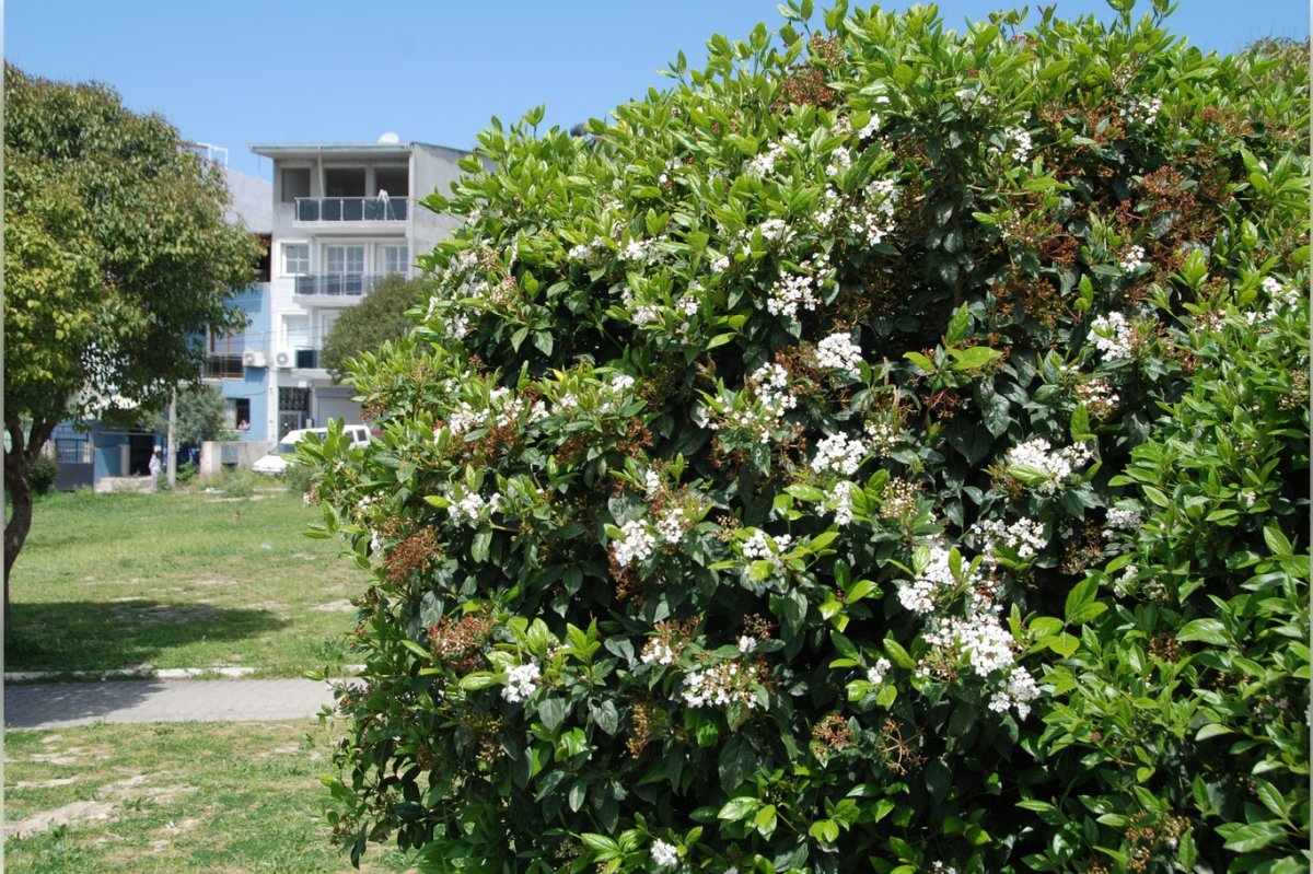 İzmir’de bahar yüzünü gösterdi