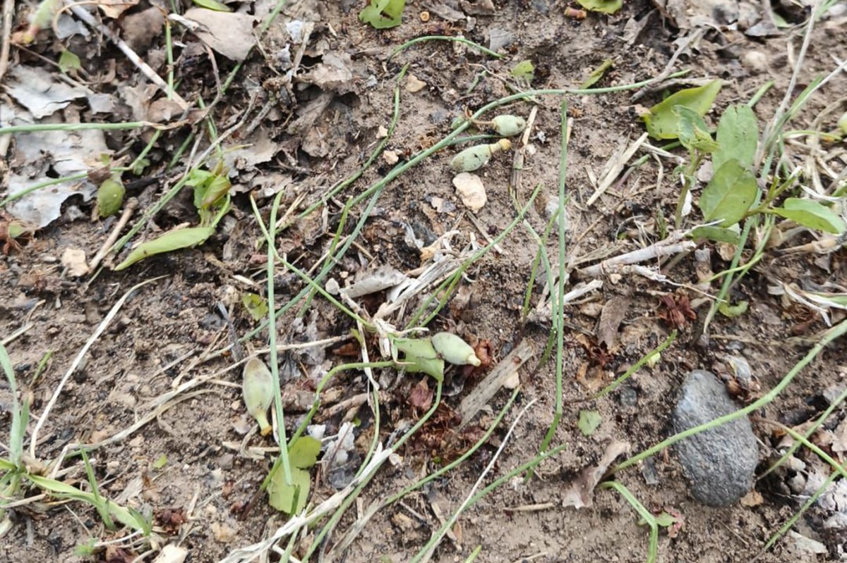 Dolunun vurduğu Malatya'da 20 bin dekardan fazla alanda hasar tespit edildi