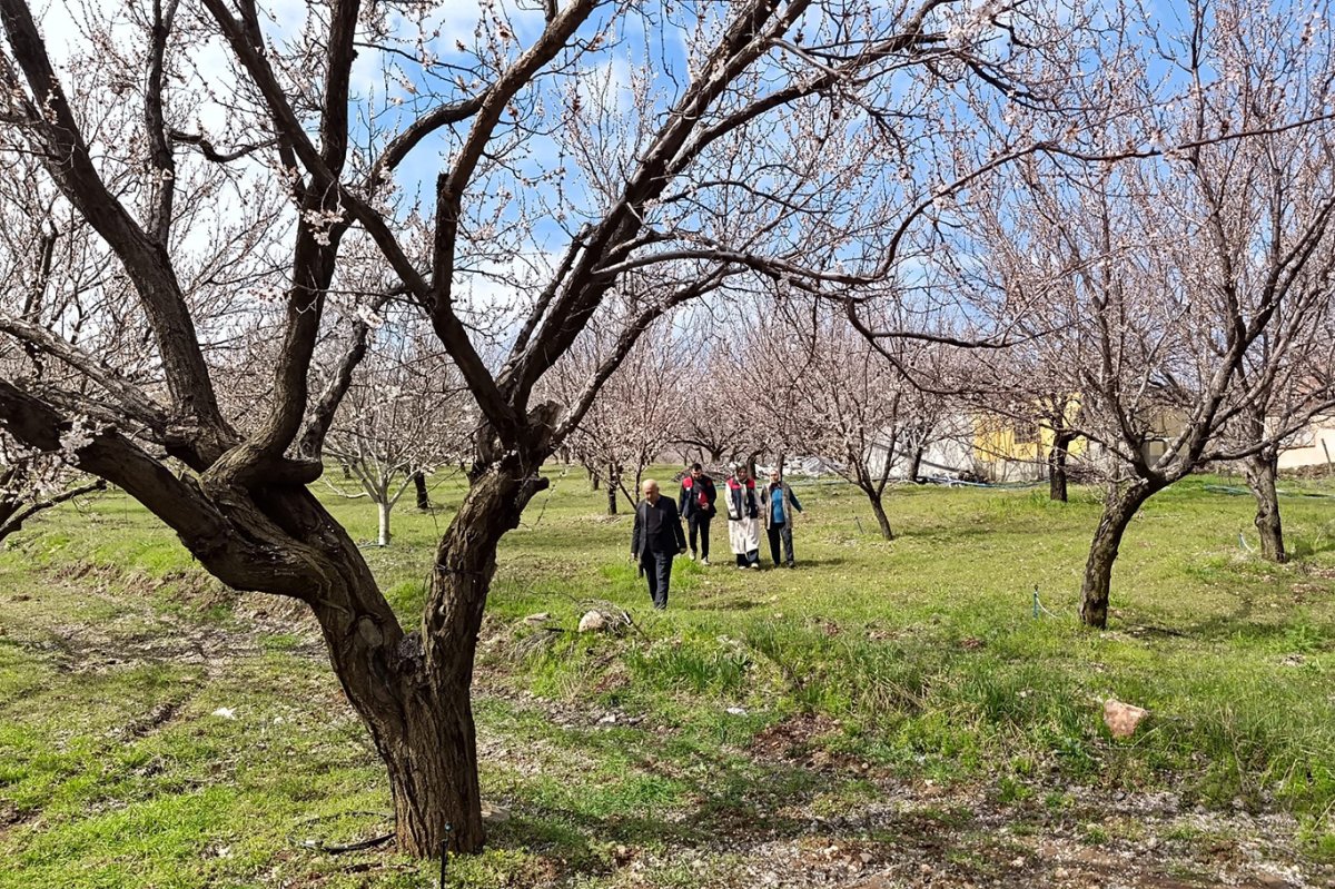 Dolunun vurduğu Malatya'da 20 bin dekardan fazla alanda hasar tespit edildi