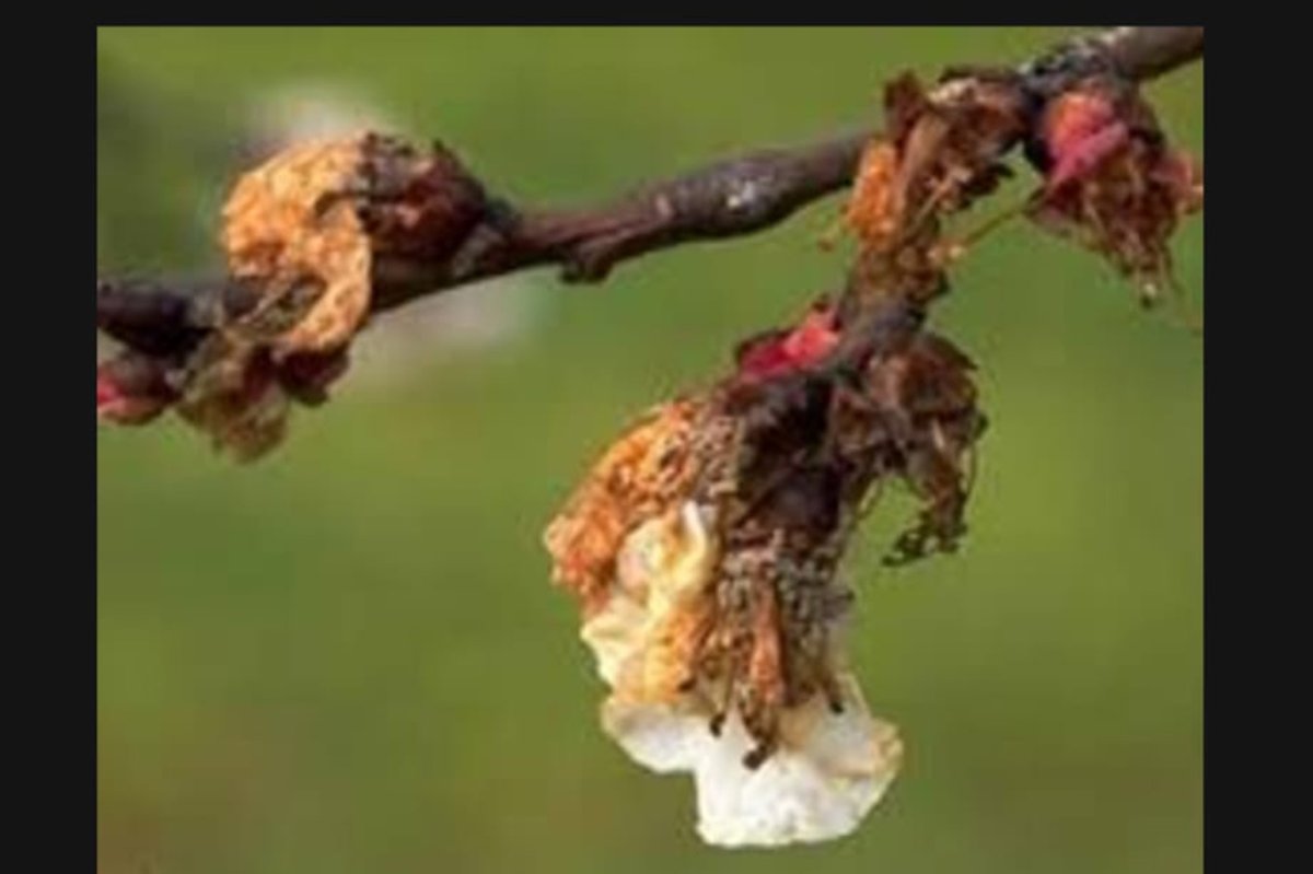 Malatya'da Monilya hastalığı sonrası kayısı üreticilerine kritik uyarılar